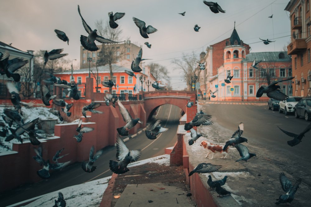 Нарушитель спокойствия у Каменного моста