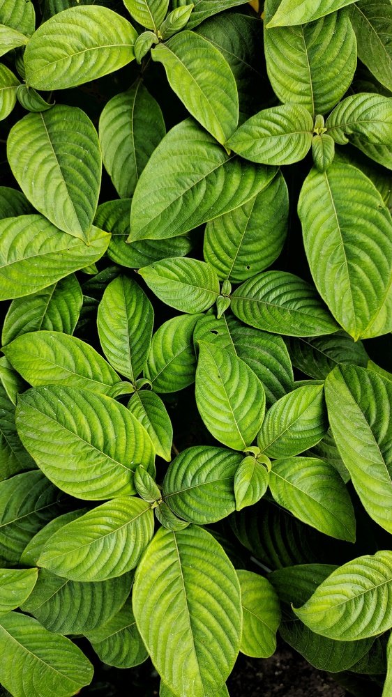 Фотография автора ASHISH BHAGAT