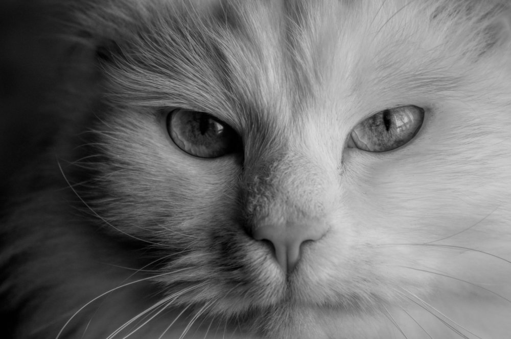 Photograph by Volkoff Mark