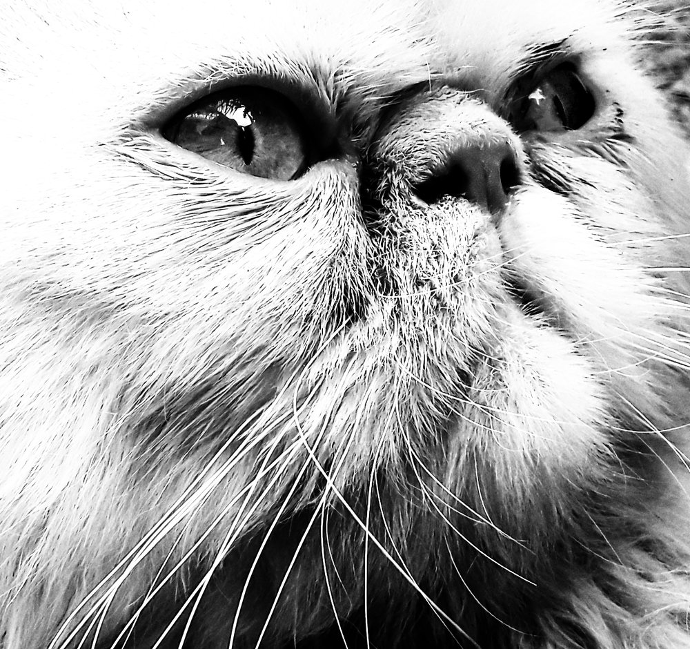 Photograph by Sajad Alizadeh