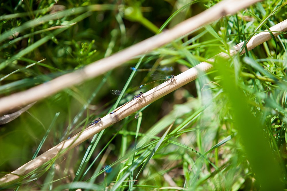 Photograph by Yulia Padalko