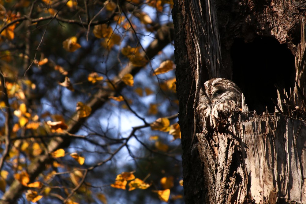 Photograph by Наталья Гайдукевич