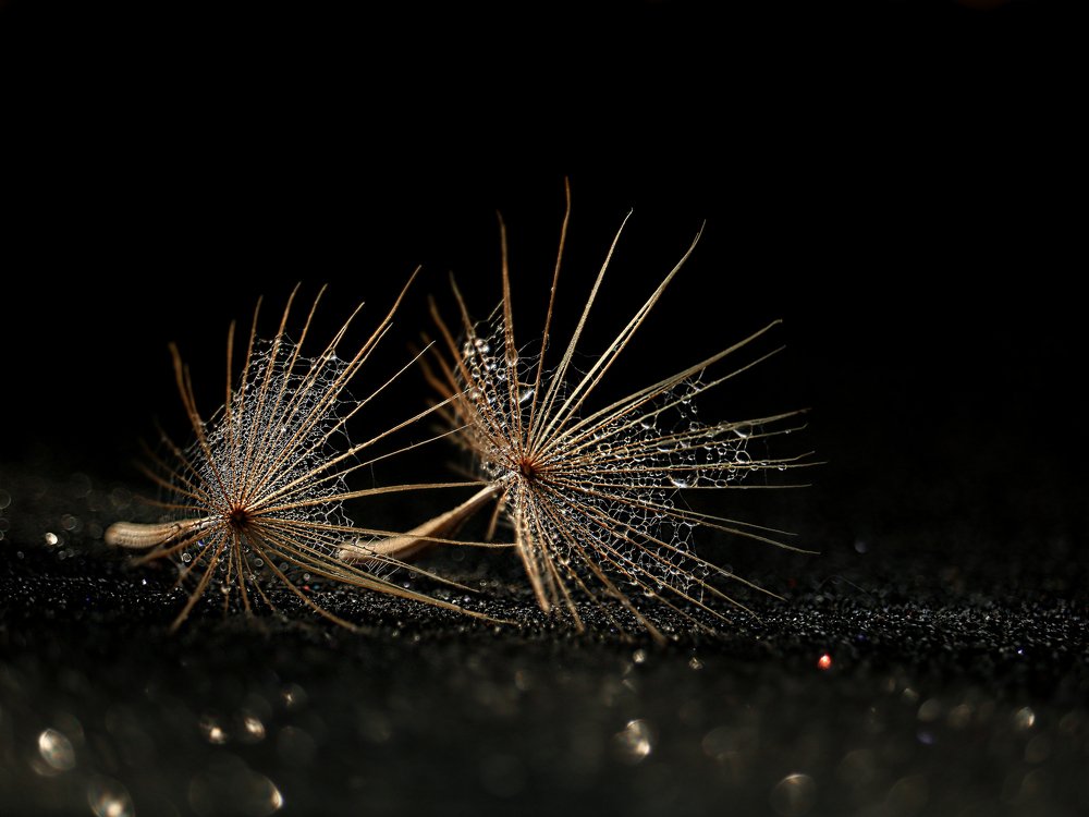 Photograph by Татьяна Ломоносова