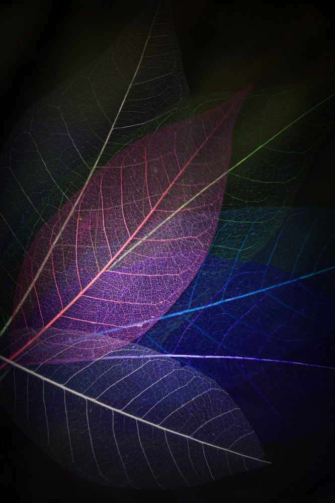 Photograph by Татьяна Ломоносова