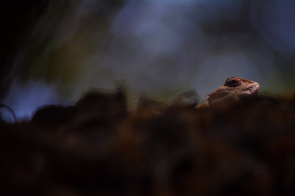 Photograph by NITHIN KUMAR KAVILPUTHANVEETTIL