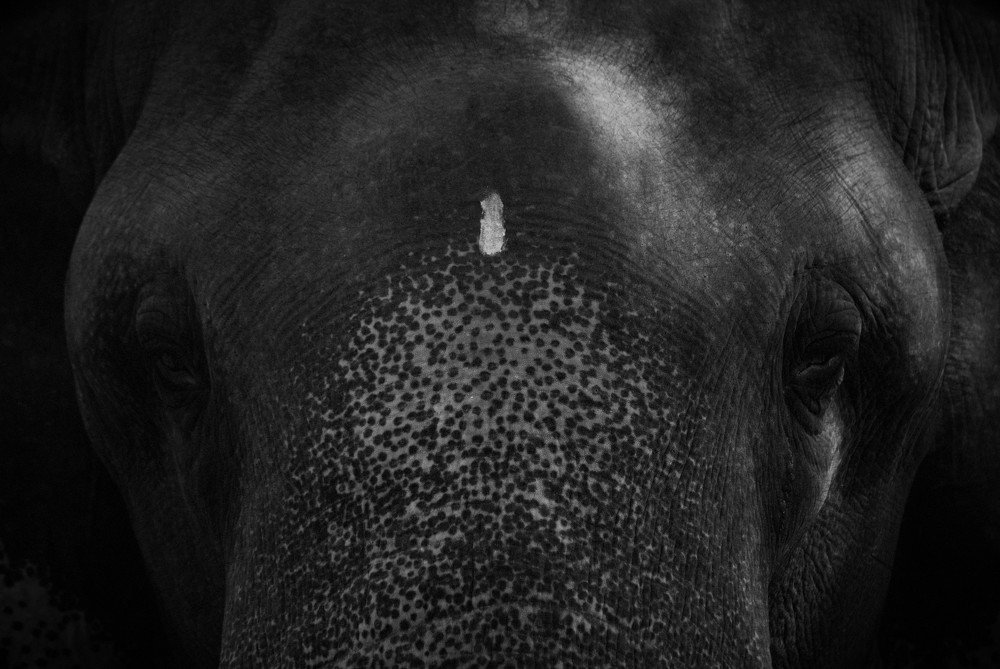 Photograph by NITHIN KUMAR KAVILPUTHANVEETTIL