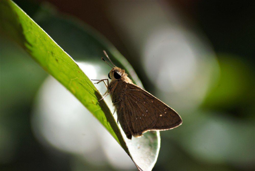 Photograph by NITHIN KUMAR KAVILPUTHANVEETTIL