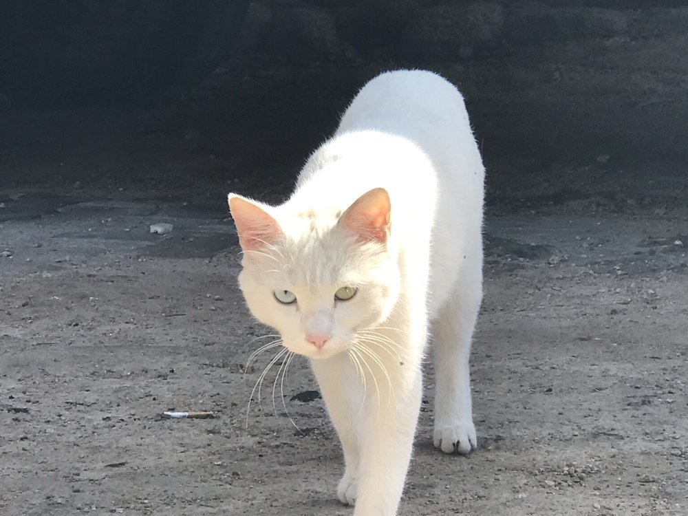 Photograph by Мария Берёзка