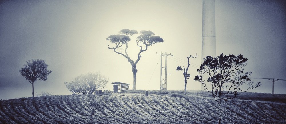 Photograph by Niroshan Wijesinghe