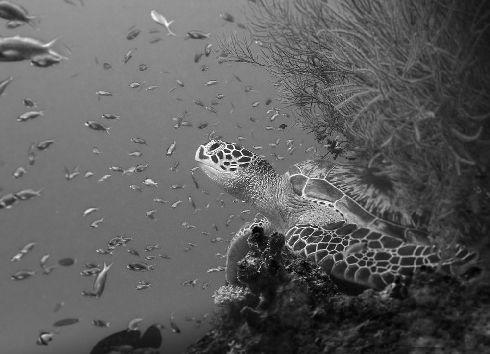 The king of the Ocean looks after you