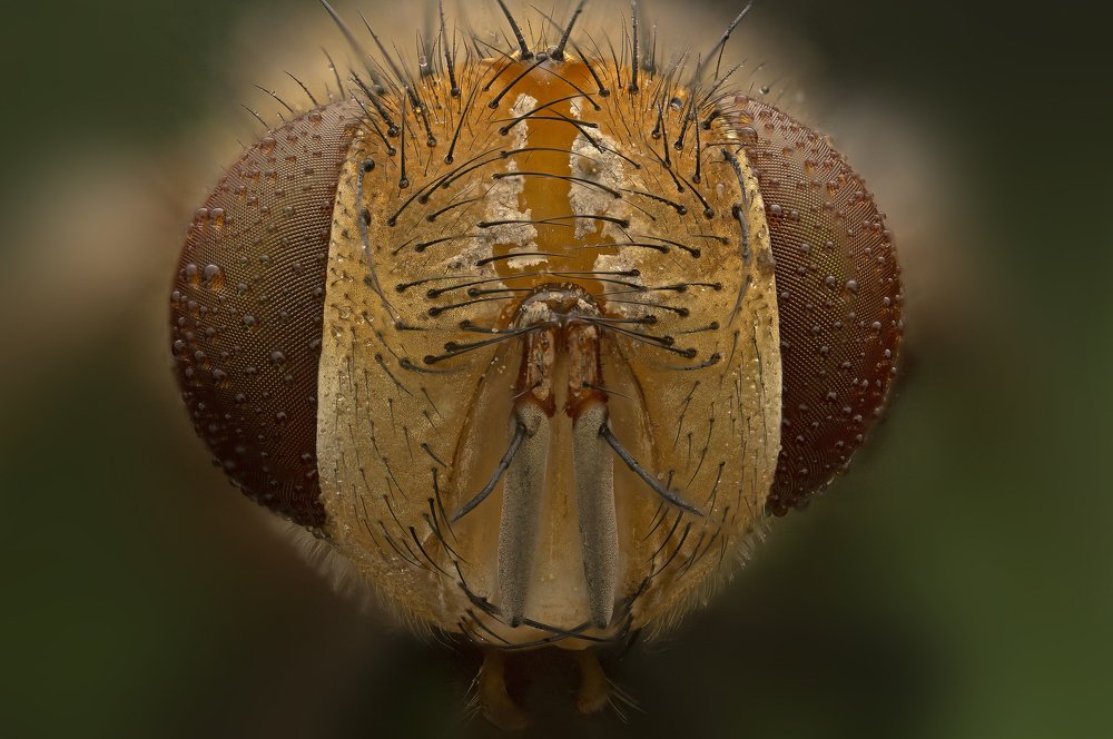 Photograph by Иван Радьков