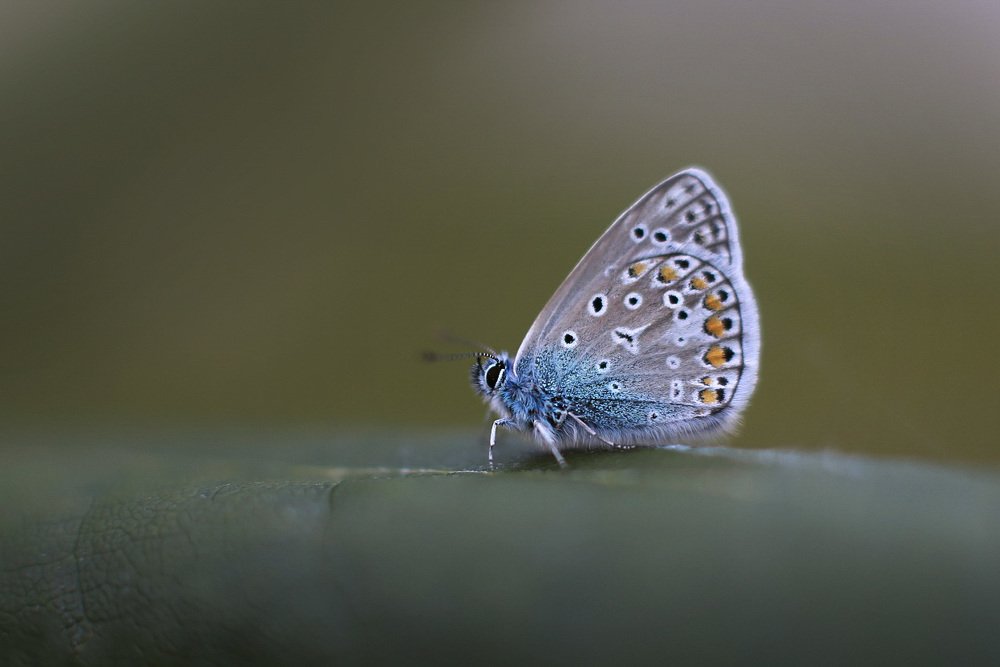 Photograph by Ольга Шайдулина