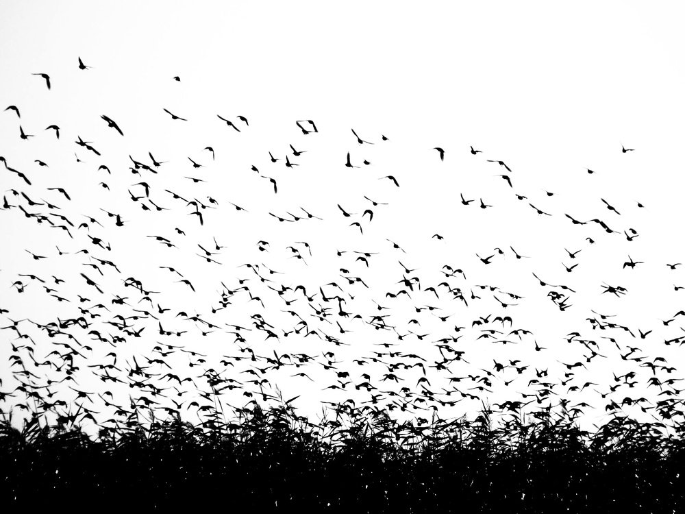 Стая птиц