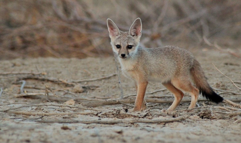 Photograph by Lalit Tank