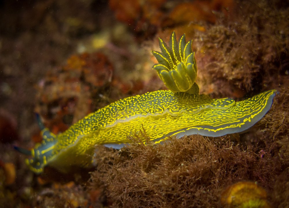 Photograph by FATES Yacine