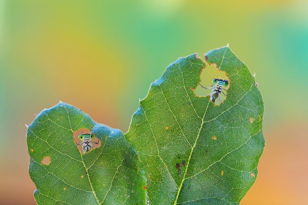 Photograph by FABIO SARTORI