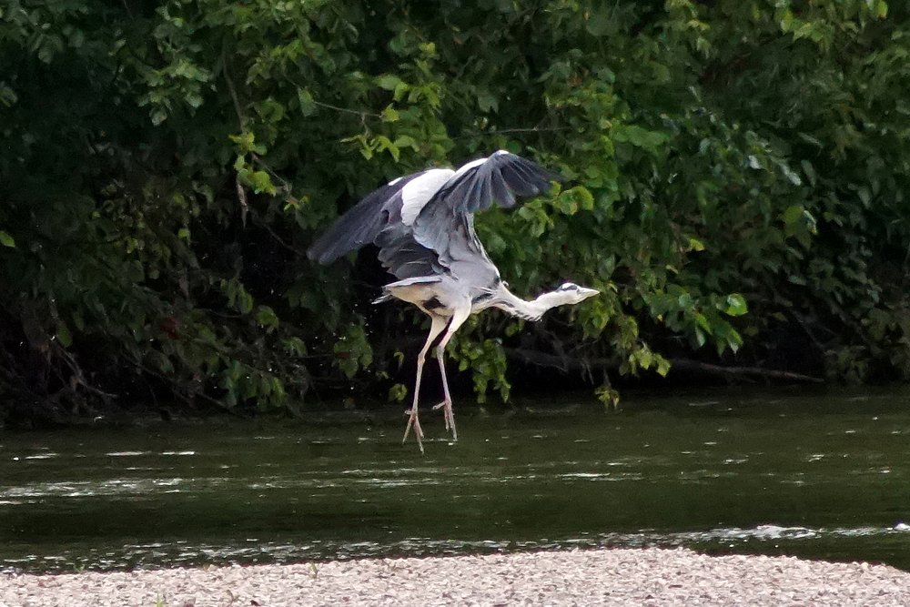 Взлёт цапли с воды.