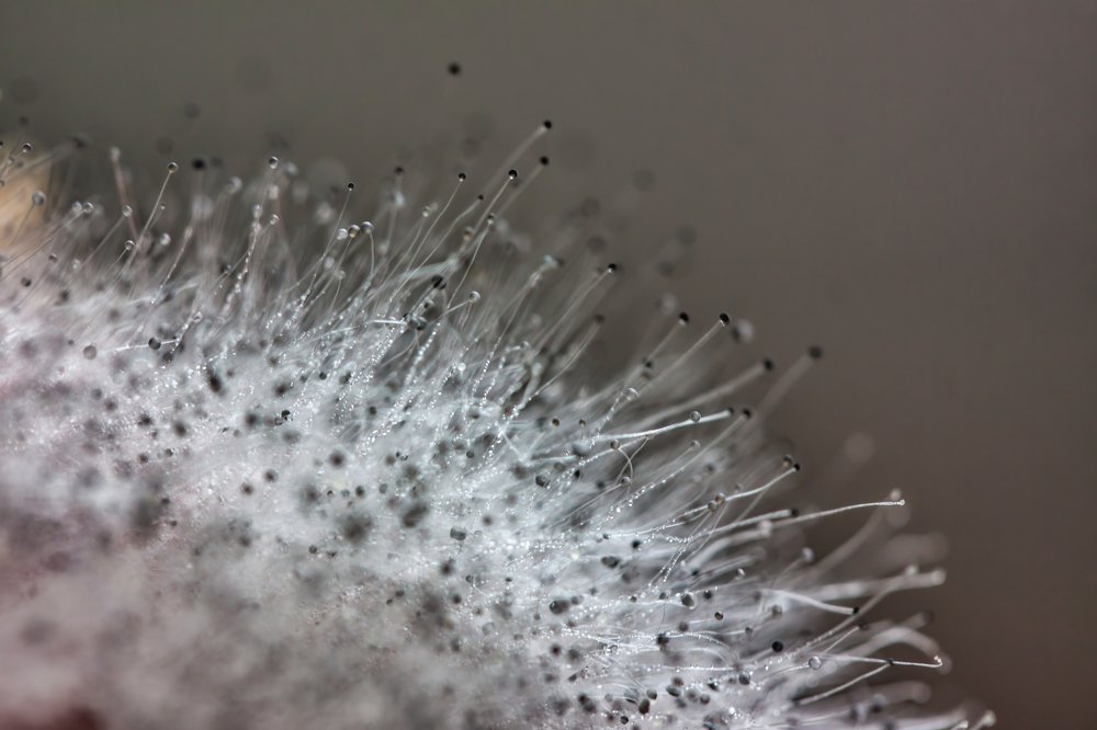 Photograph by Алла