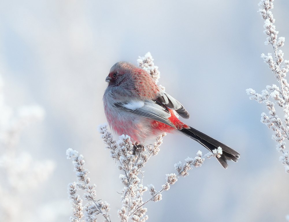 Photograph by vladilenoff