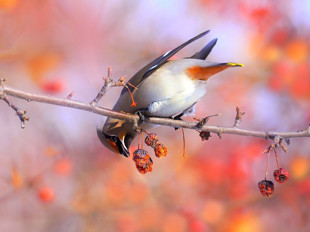 Photograph by vladilenoff