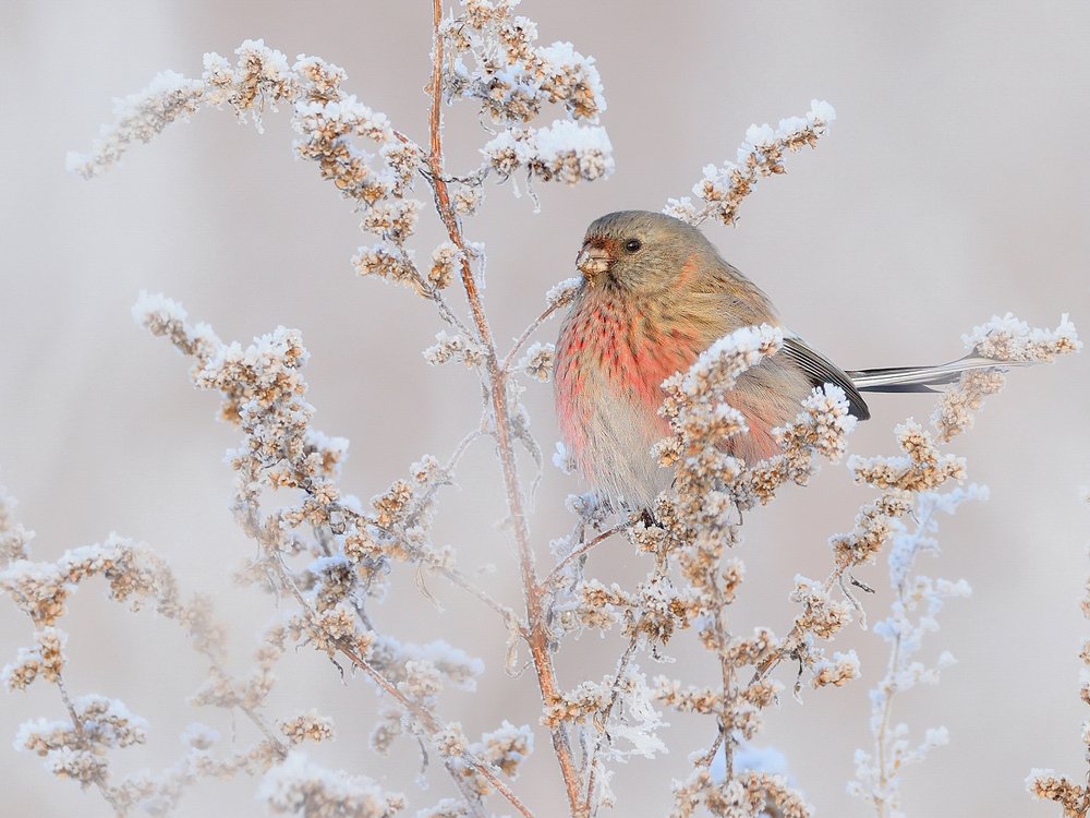На зимнем лугу
