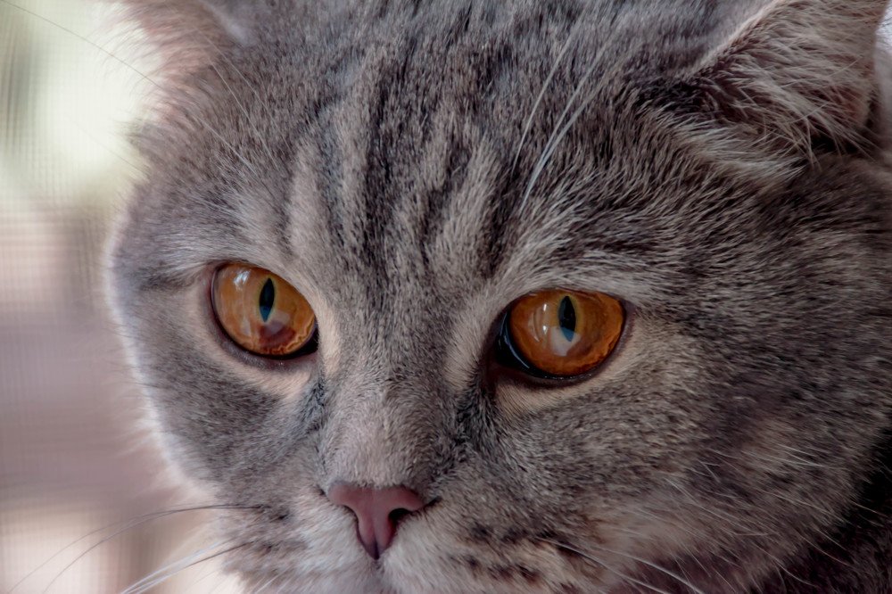 Photograph by Елена Прохорова