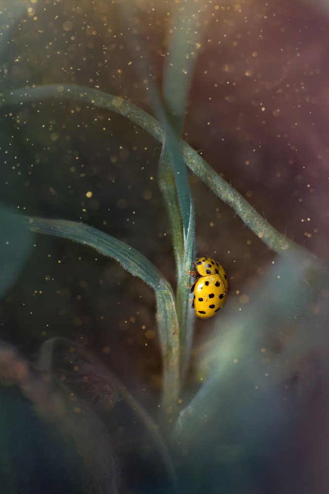 Photograph by Алевтина Иванова