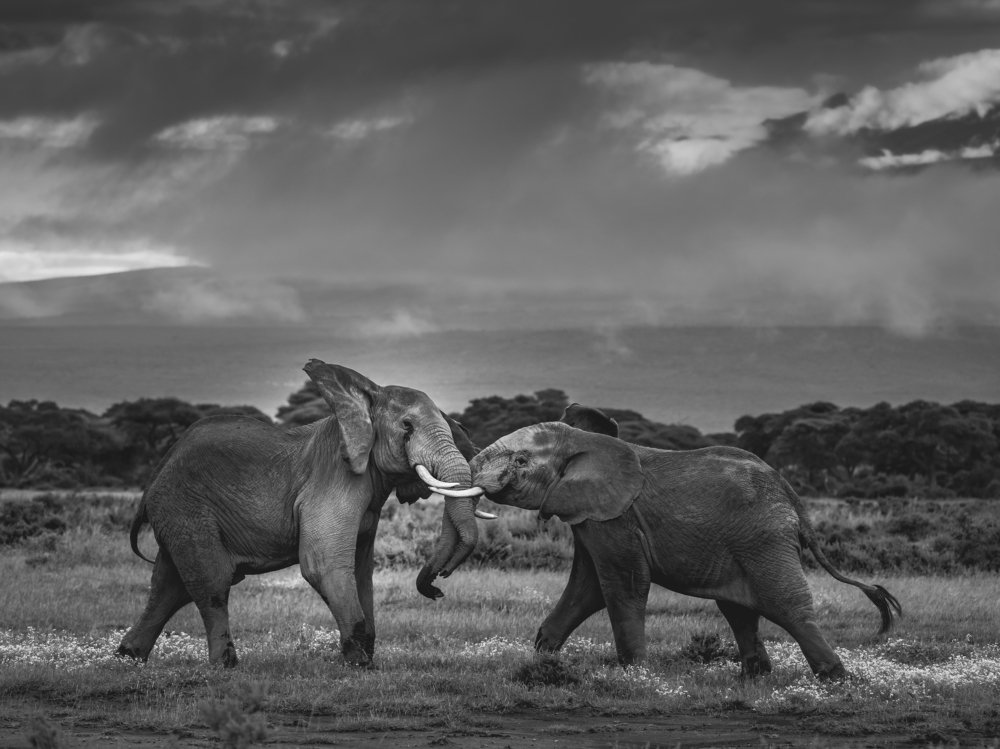 Битва титанов/Battle of the titans