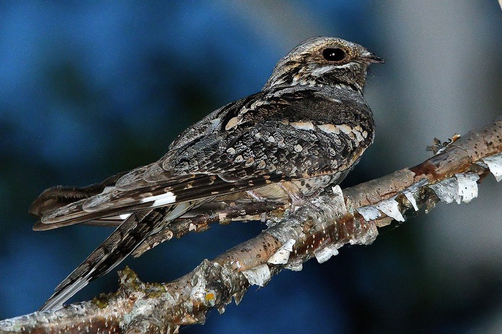 Photograph by Вячеслав Ладанов