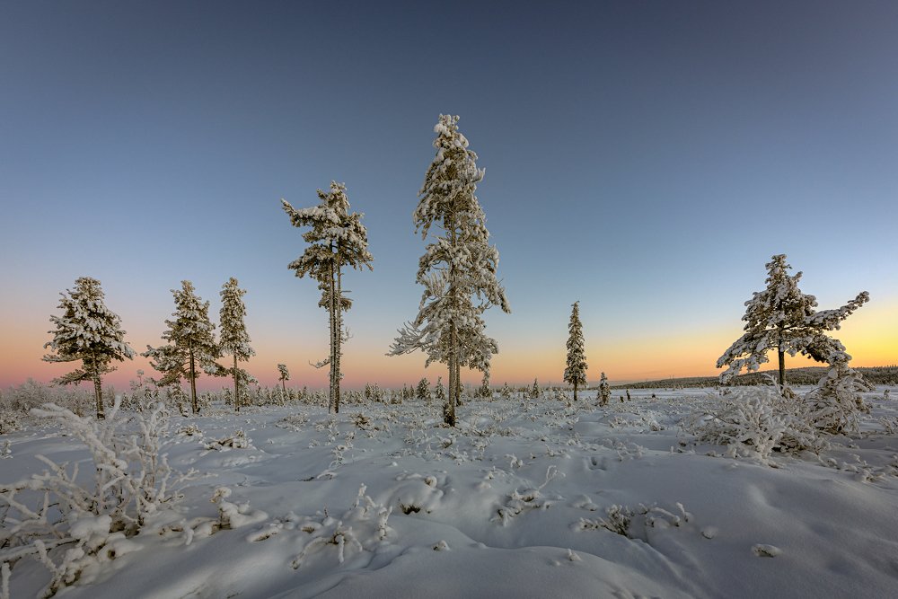 Ямальская тундра