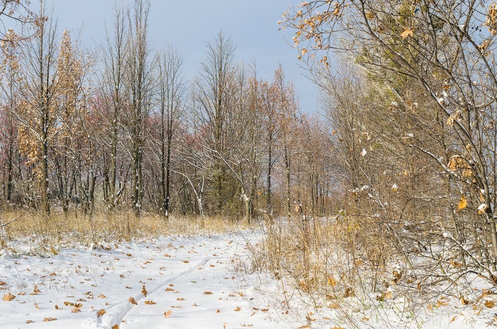 И сдувал зимний ветер осенние листья...