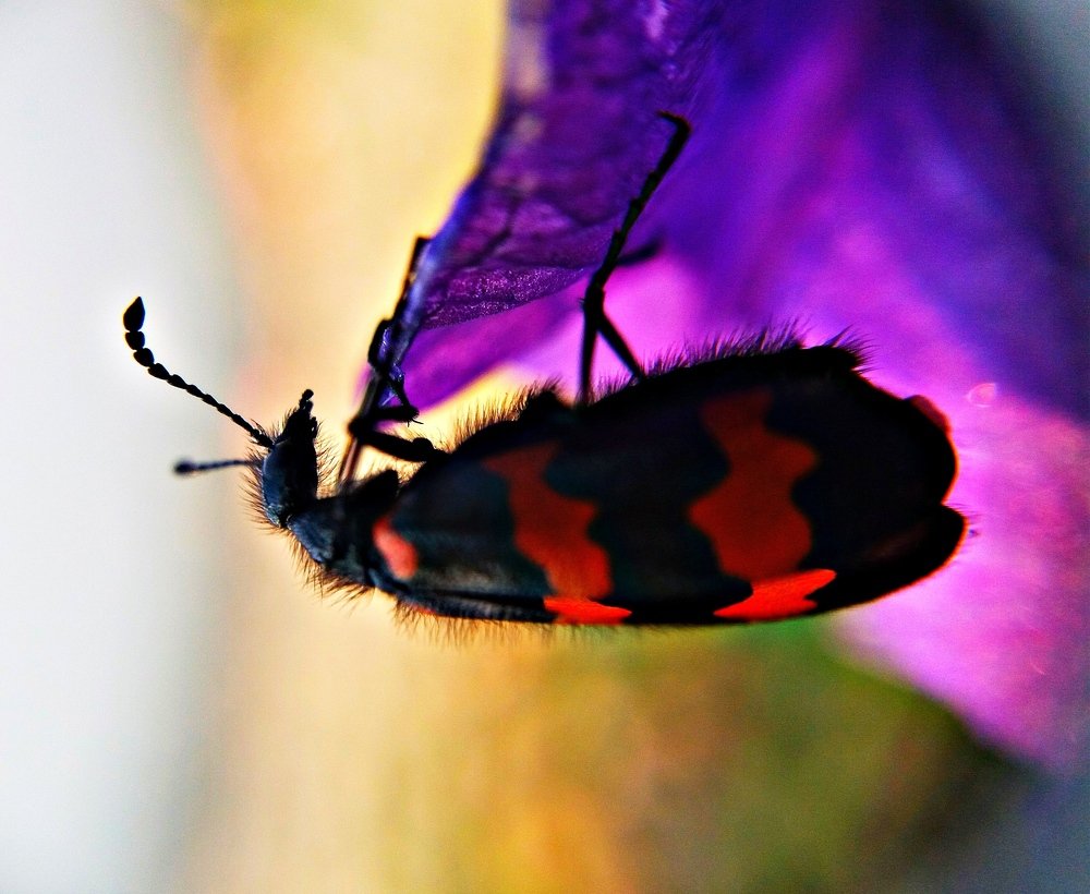 Photograph by Ritu Dinkar