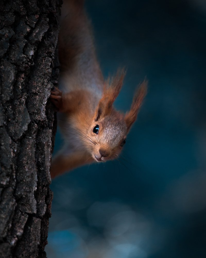 Photograph by Саша Колода