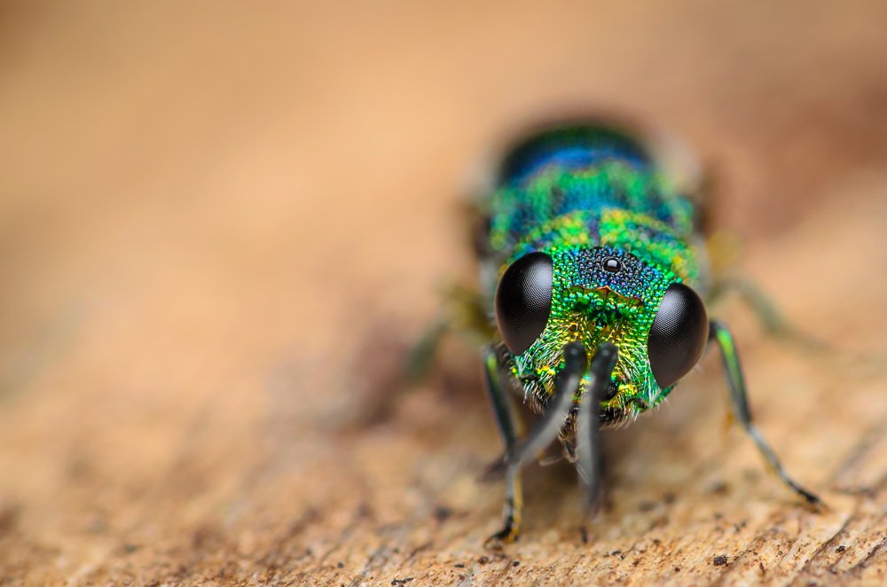 Фотография автора Сергей Чебанов