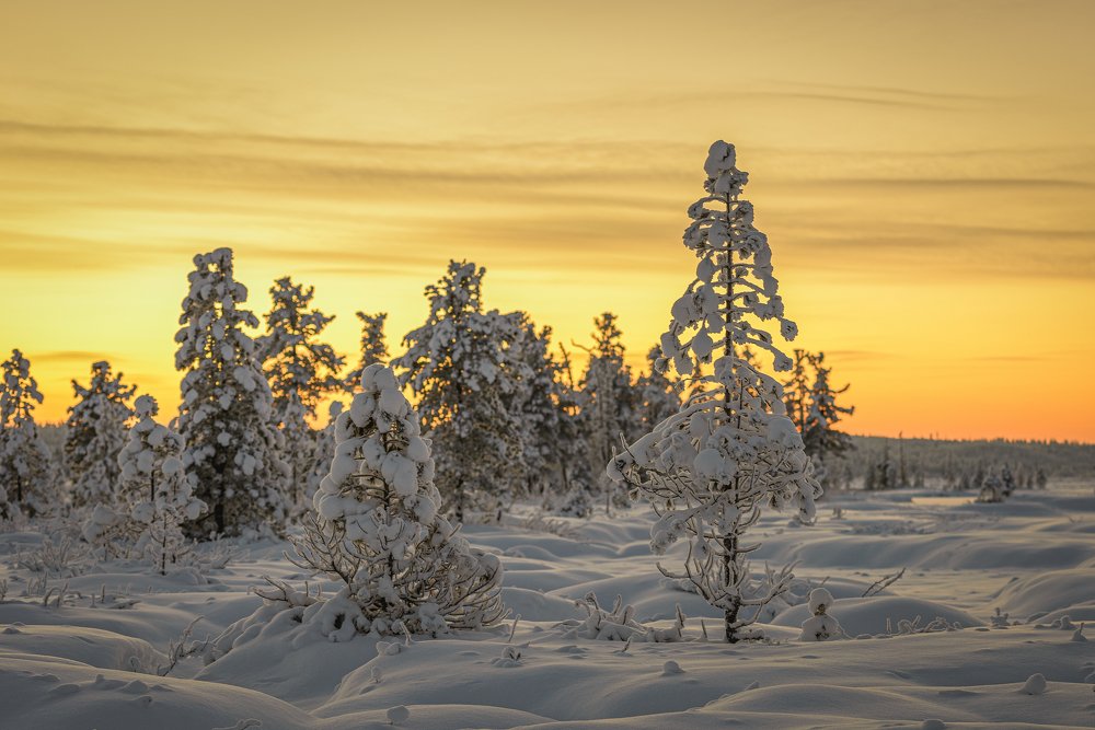 Золотой закат Ямала
