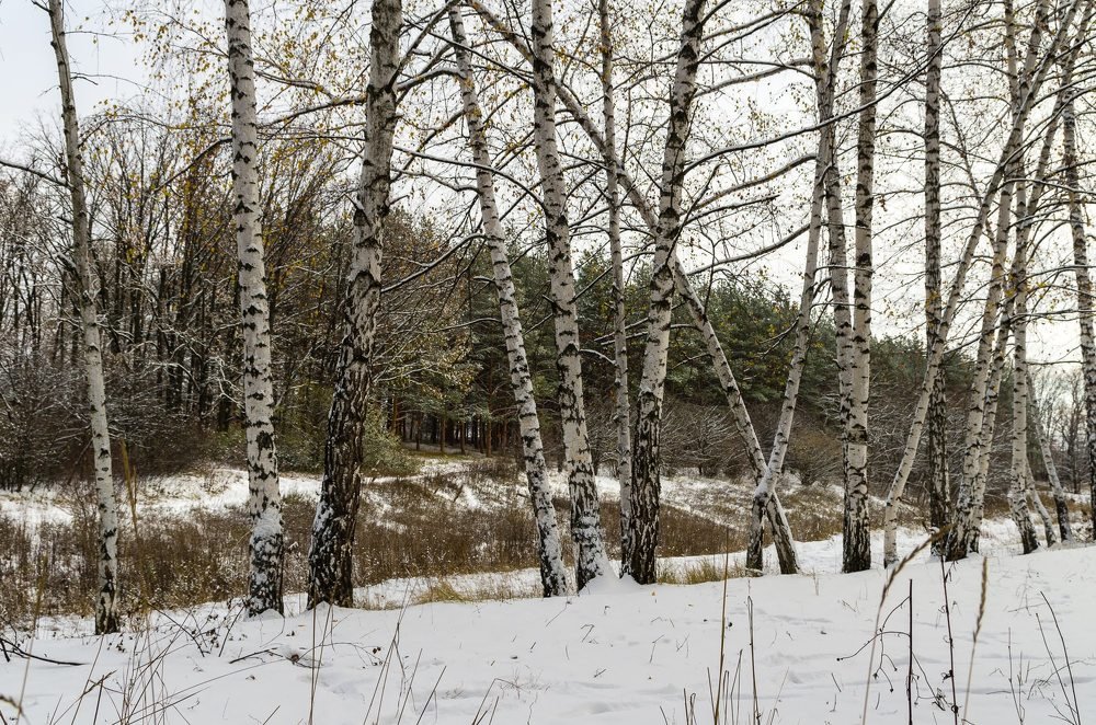 Зимняя холодная грусть...