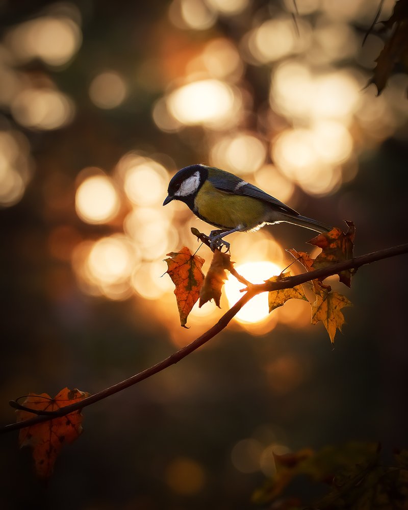 Photograph by Саша Колода