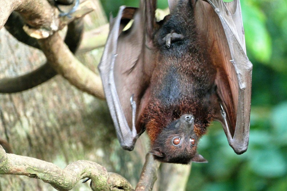 Fruit bat from Bali