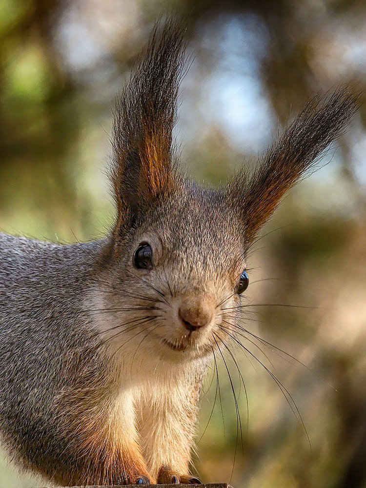 незнакомка в сером