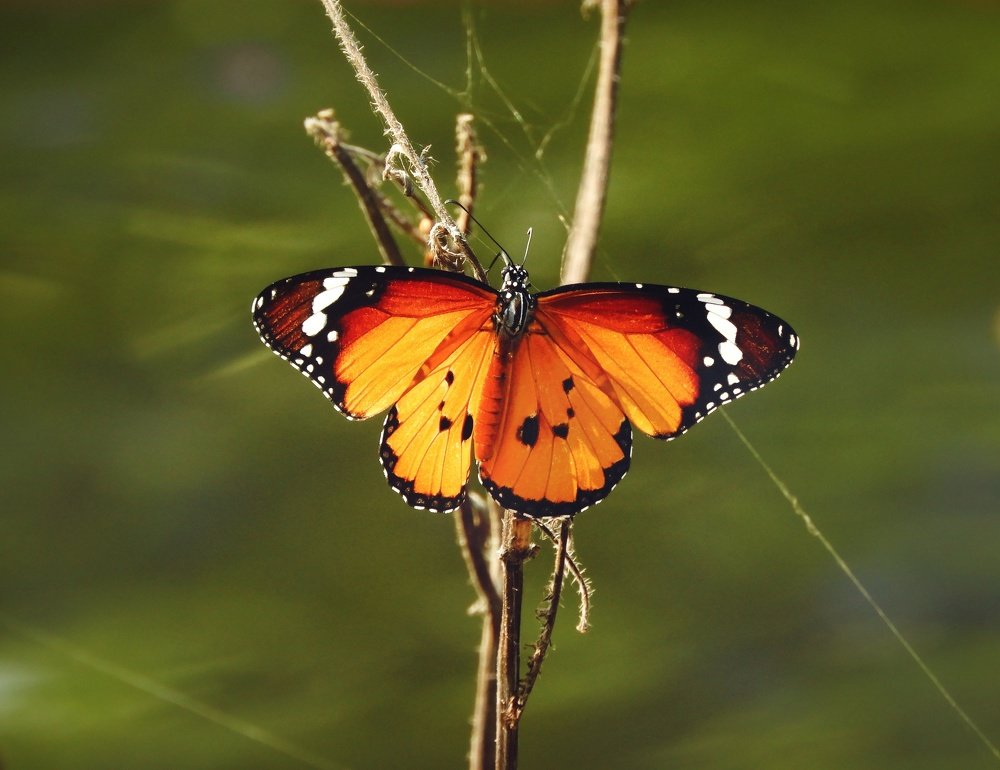 Photograph by Annwaina Deb