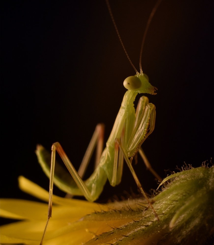 Photograph by @bersenika