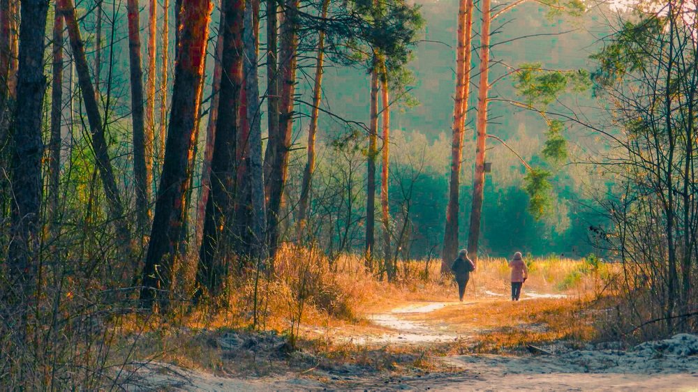 Прогулка в лесу или скандинавская ходьба.