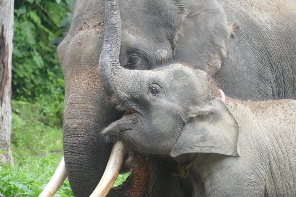 Baby elephant with mother