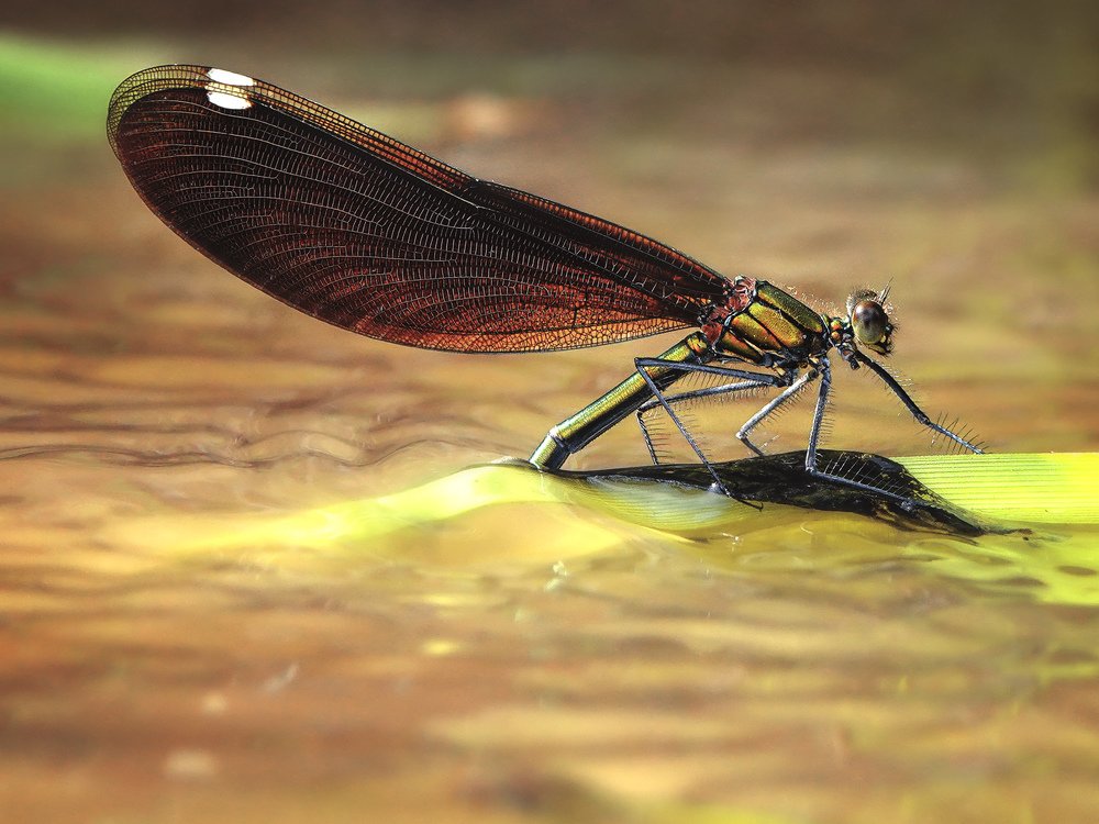 Заботясь о потомстве.