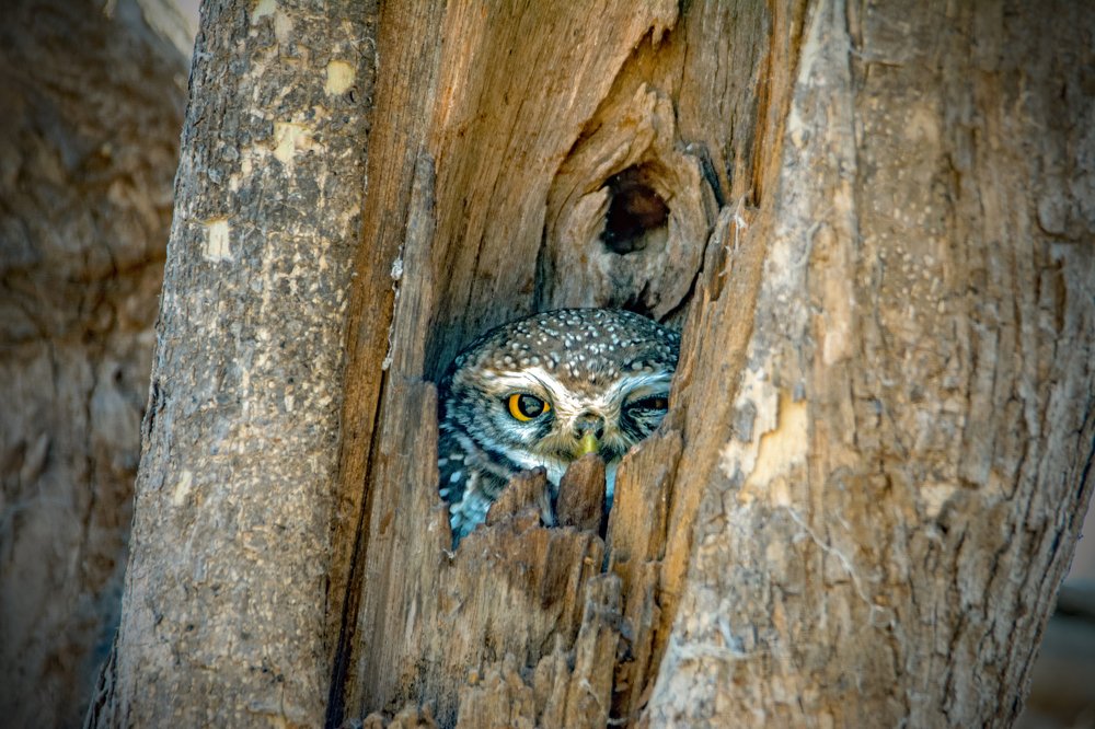 Spotted Owlet