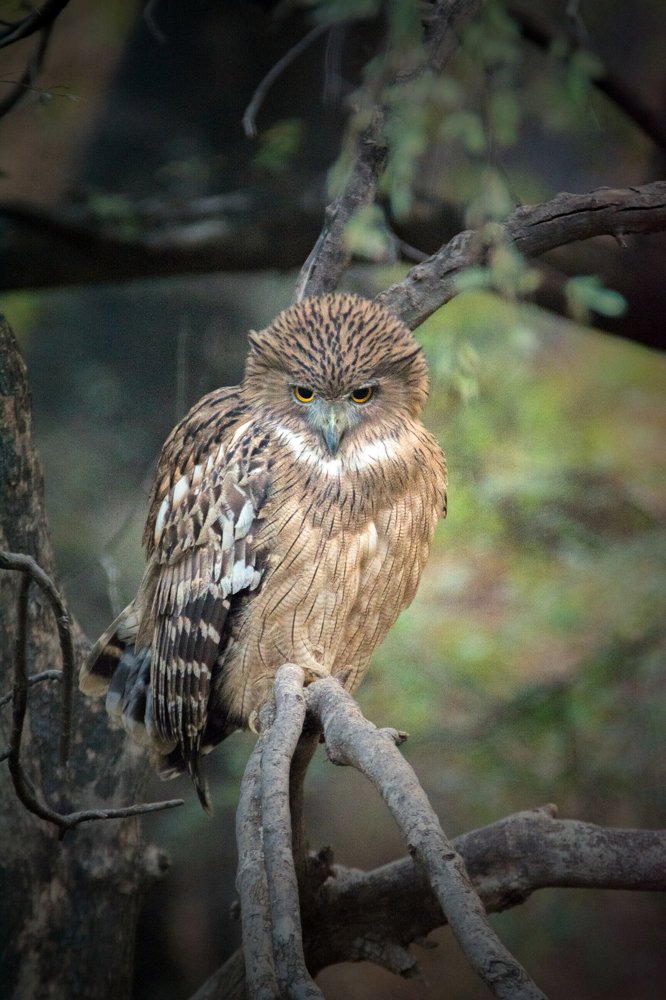 Brown Fish Owl