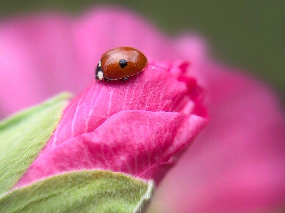 Photograph by Ксения Круглова