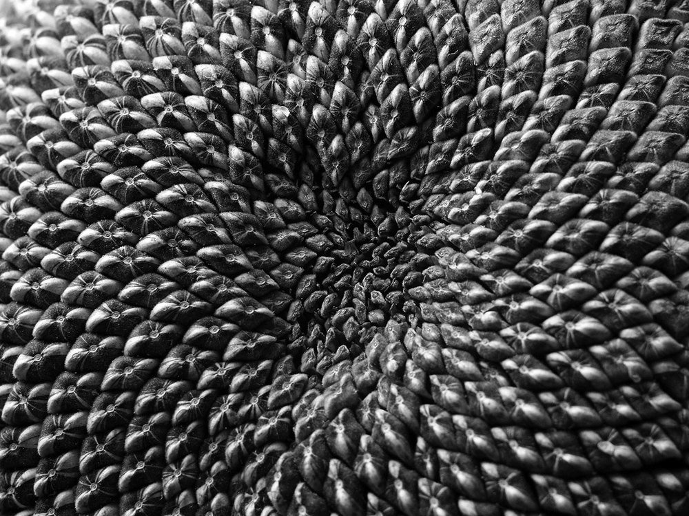 Photograph by Farid Ataei