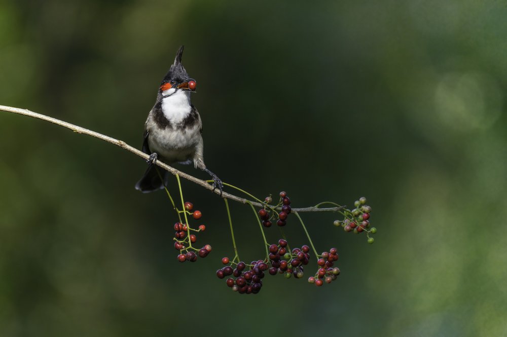 Red- whiskered bulbul