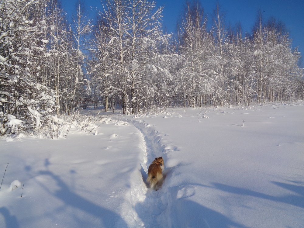 Руская красота